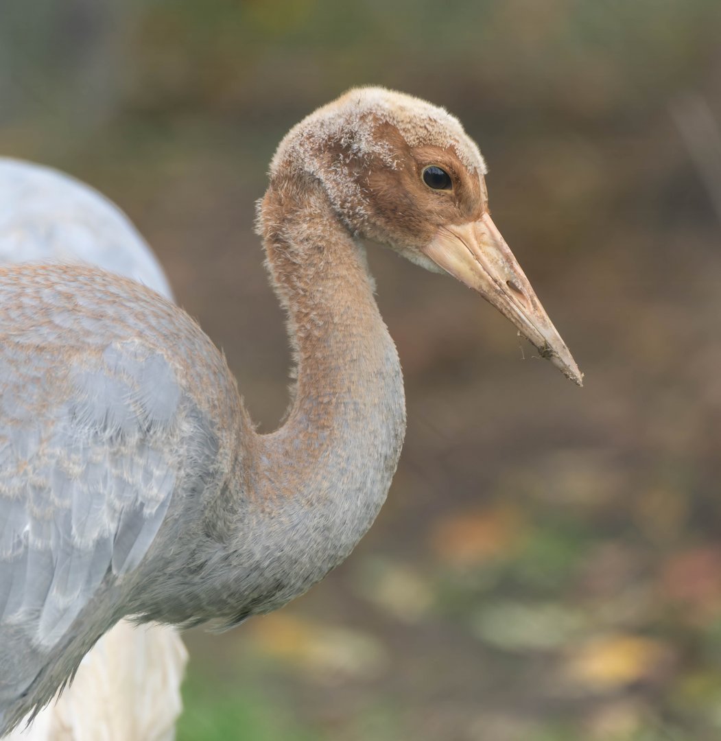 Saurus crane chick, Hamerton, UK