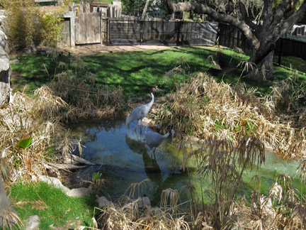saurus crane exhibit
