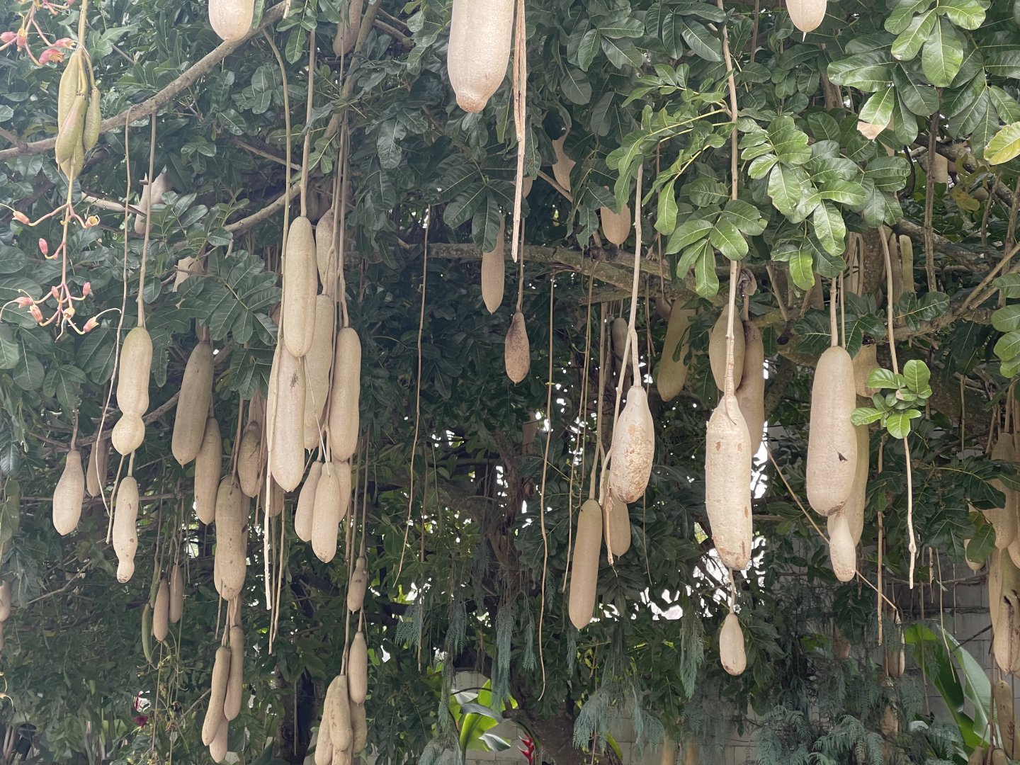 sausage tree (kigelia africana)