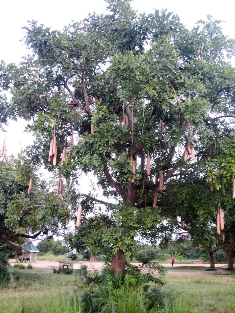 Sausage Tree