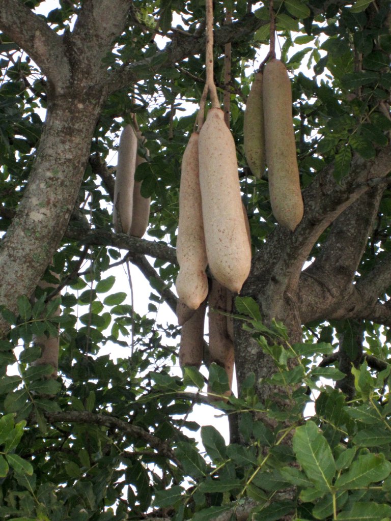 Sausage Tree