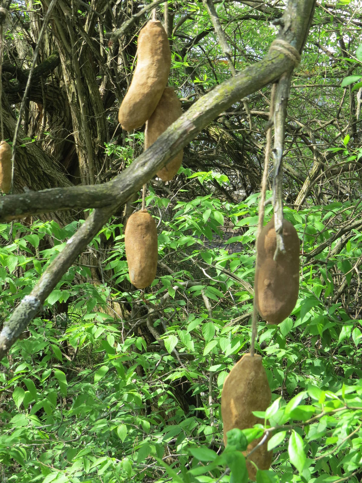 Sausage Trees