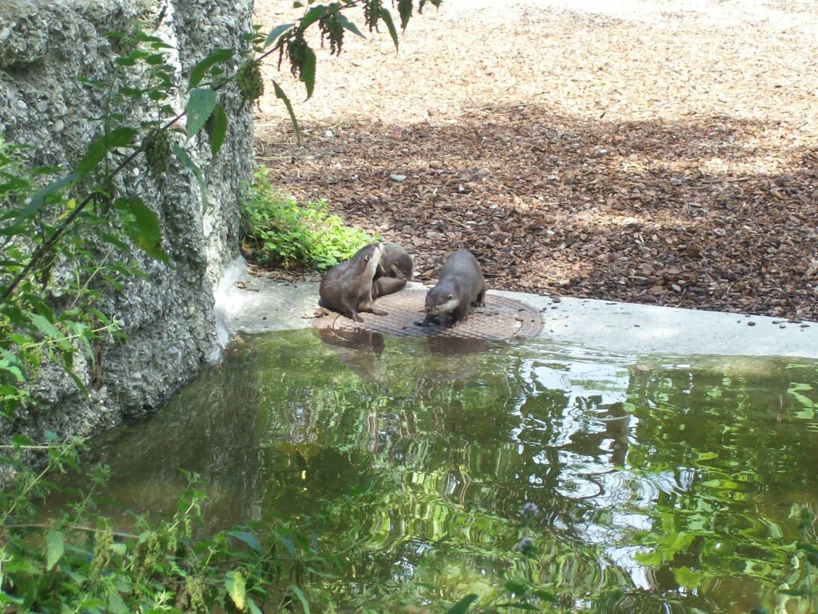sautergarten-oriental short clawed otter