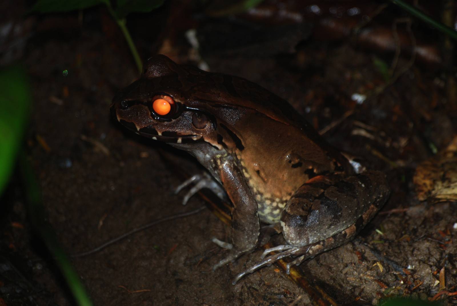 Savage's Jungle Frog in Tortuguero, 15/04/14