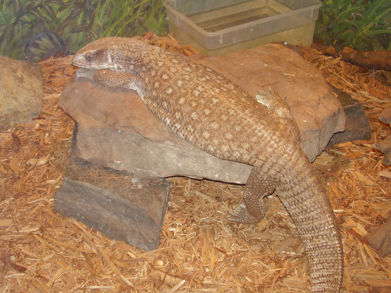 Savahanna Monitor- AA JUN08