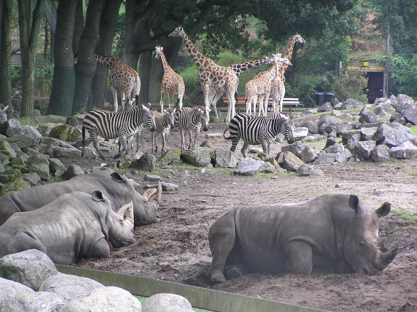 Savanah exhibit - Emmen 06