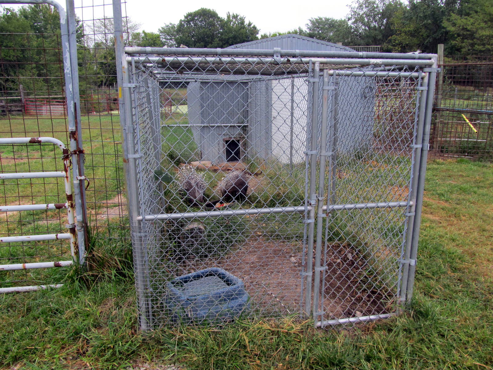 Savanahland Educational Park - African Crested Porcupine Exhibit
