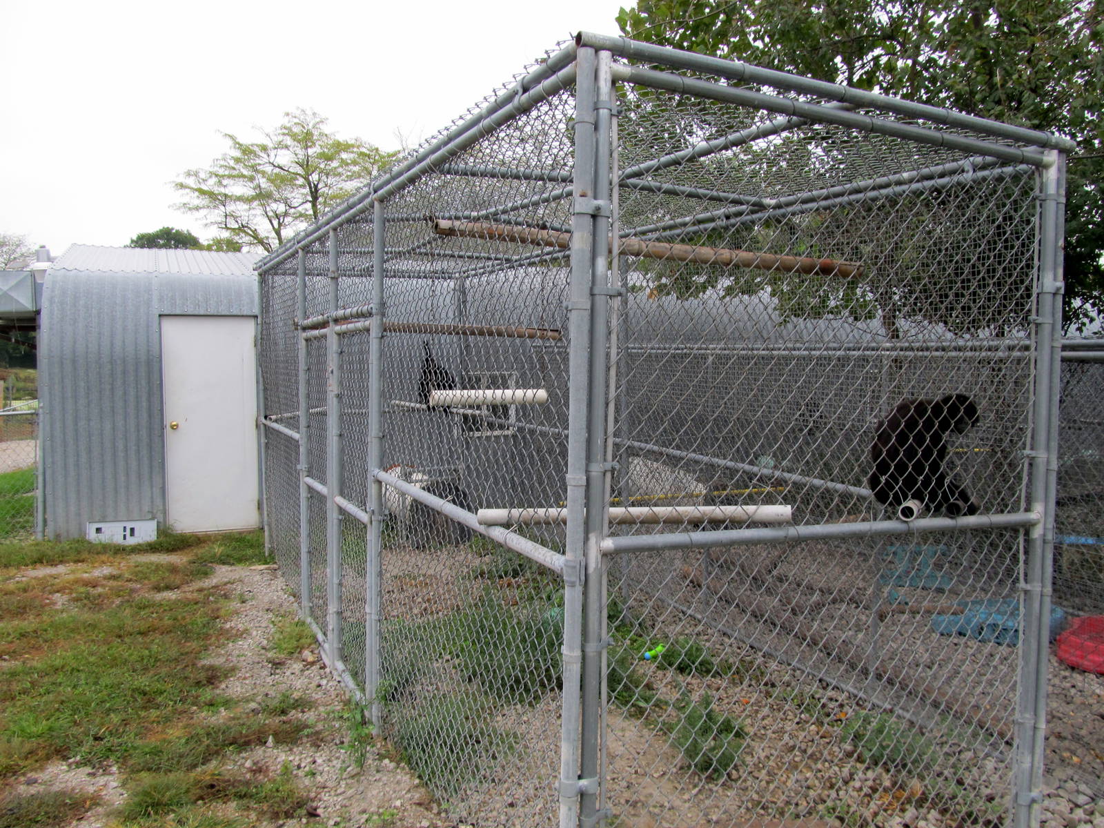 Savanahland Educational Park - Black-headed Spider Monkey Exhibit