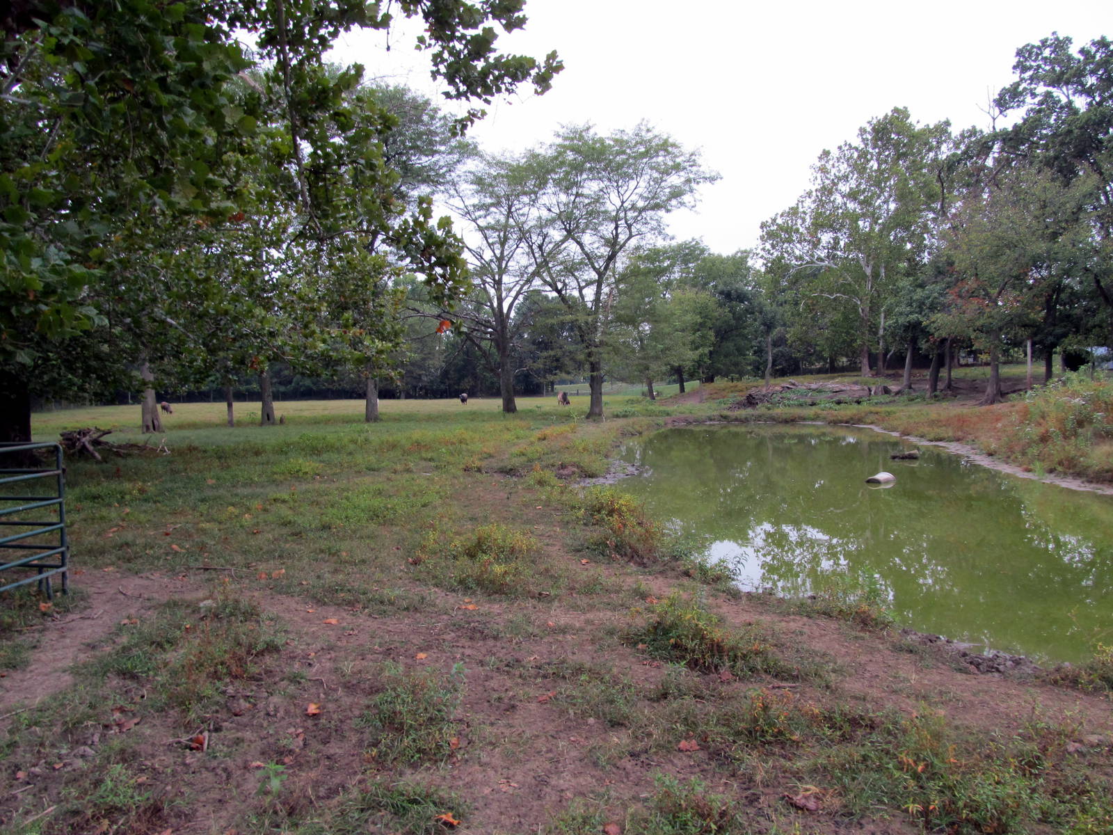 Savanahland Educational Park - Bovid/Fallow Deer Exhibit