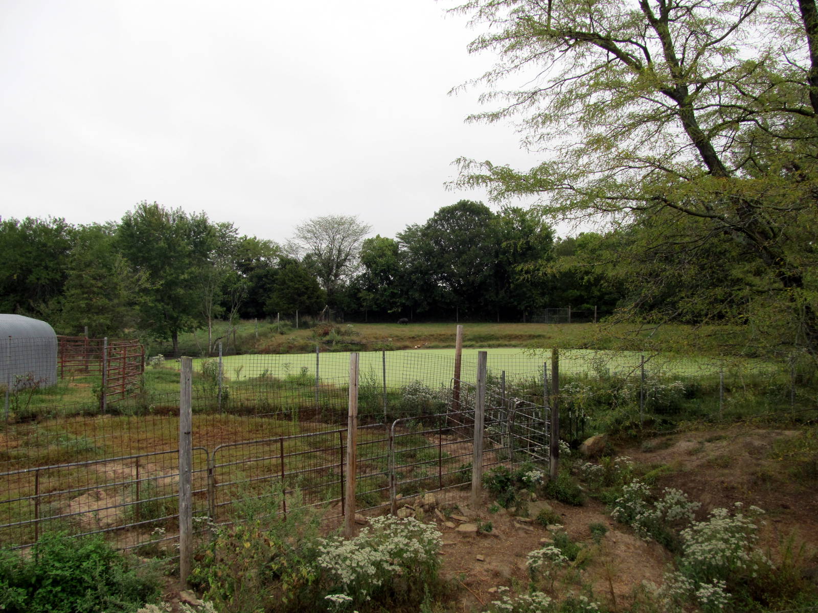 Savanahland Educational Park - Brazilian Tapir/Muscovy Duck Exhibit