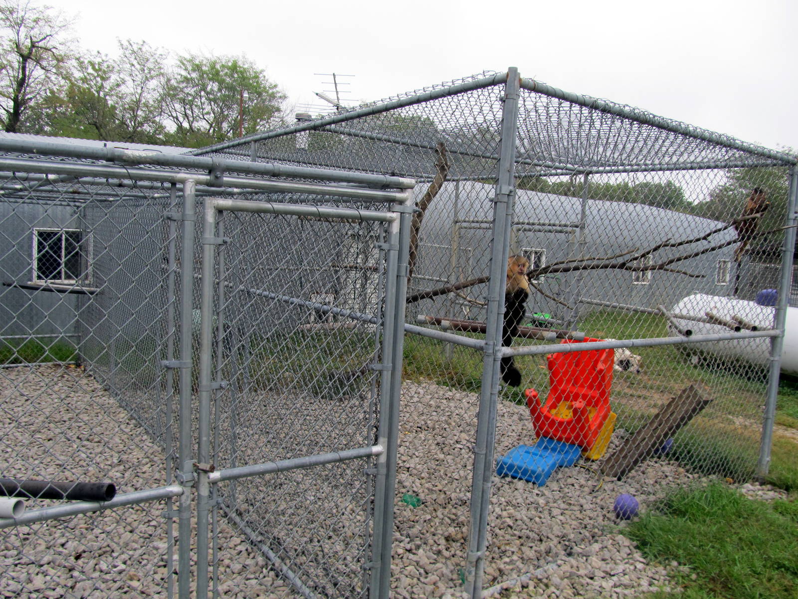 Savanahland Educational Park - Capuchin Exhibit