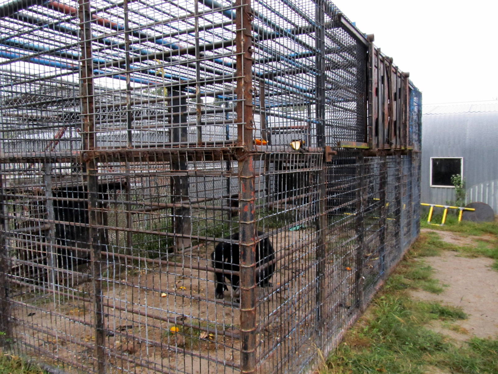 Savanahland Educational Park - Chimpanzee Exhibit