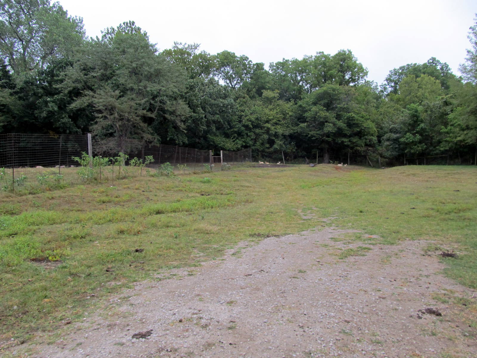 Savanahland Educational Park - Domestic Pig Exhibit