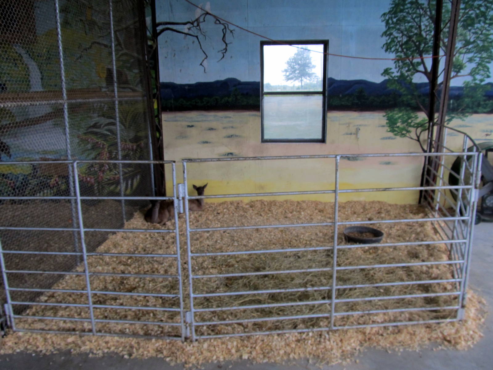 Savanahland Educational Park - Fallow Deer Fawn Pen