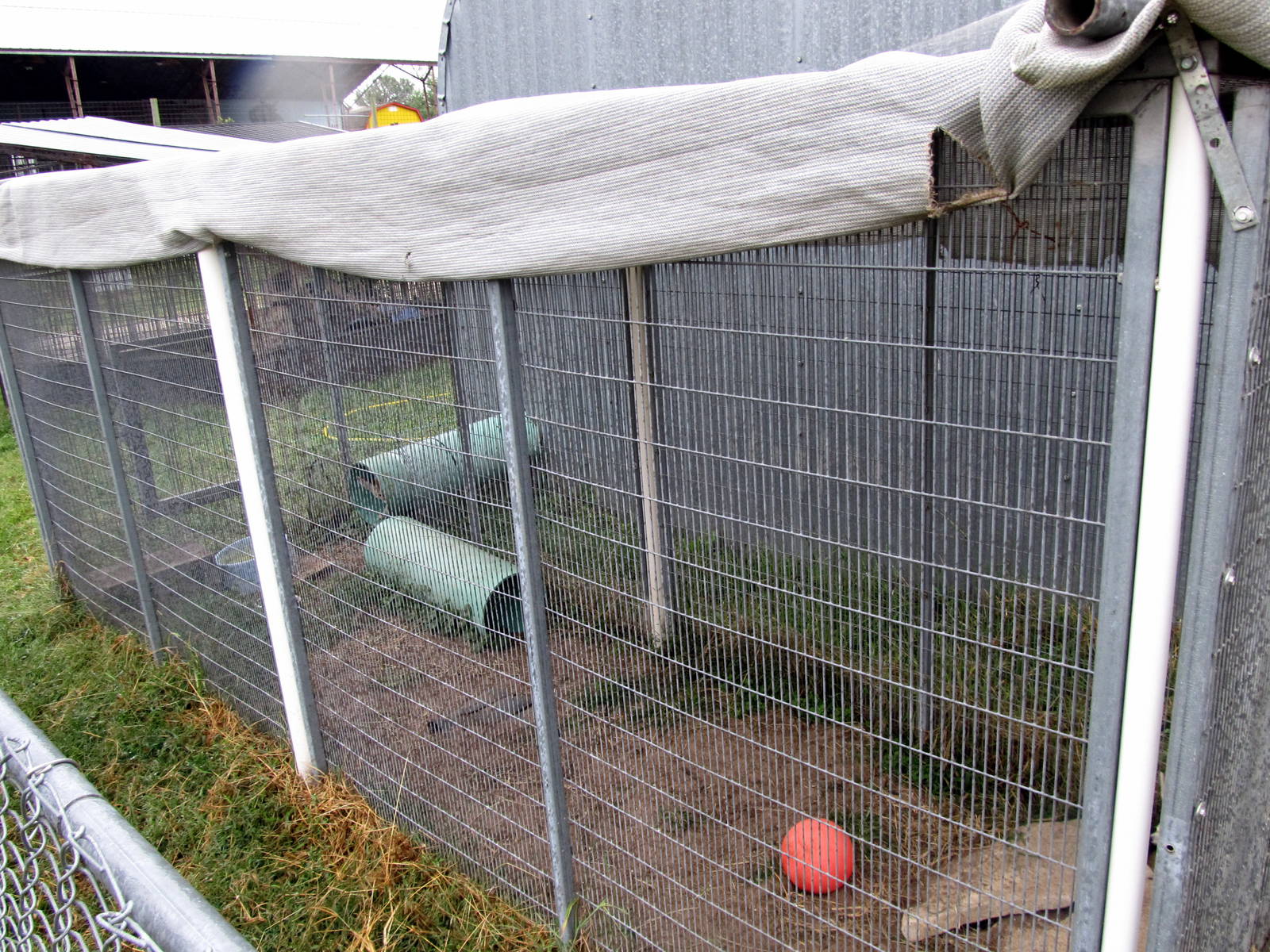Savanahland Educational Park - Fennec Fox Exhibit