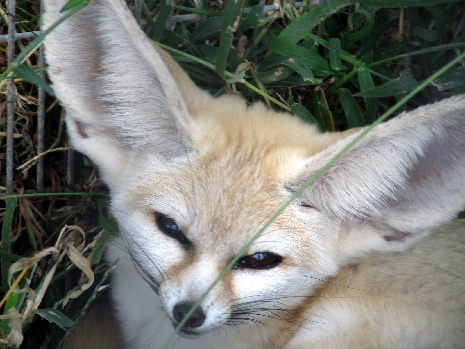 Savanahland Educational Park - Fennec Fox