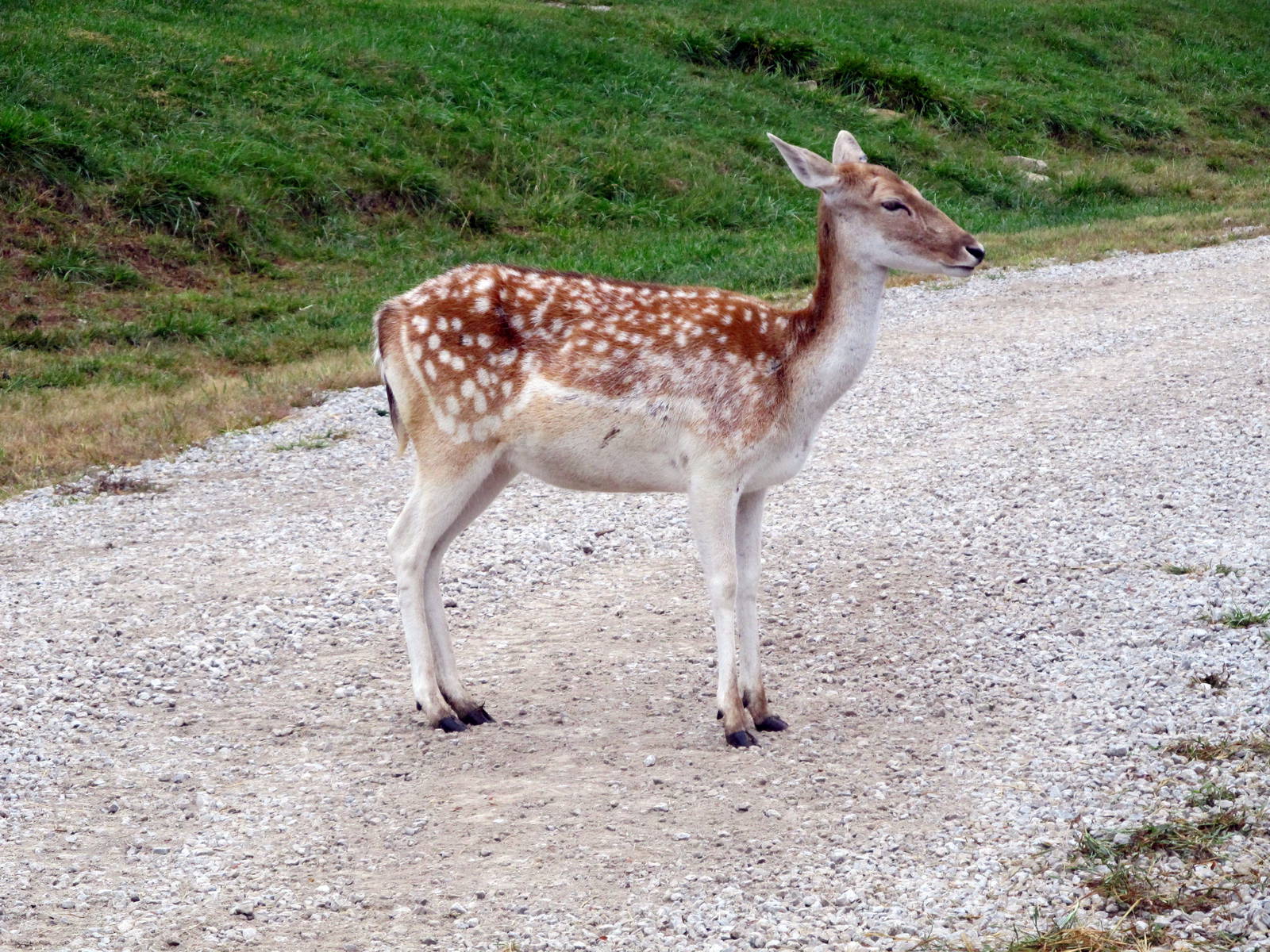 Savanahland Educational Park - Free-roaming Fallow Deer