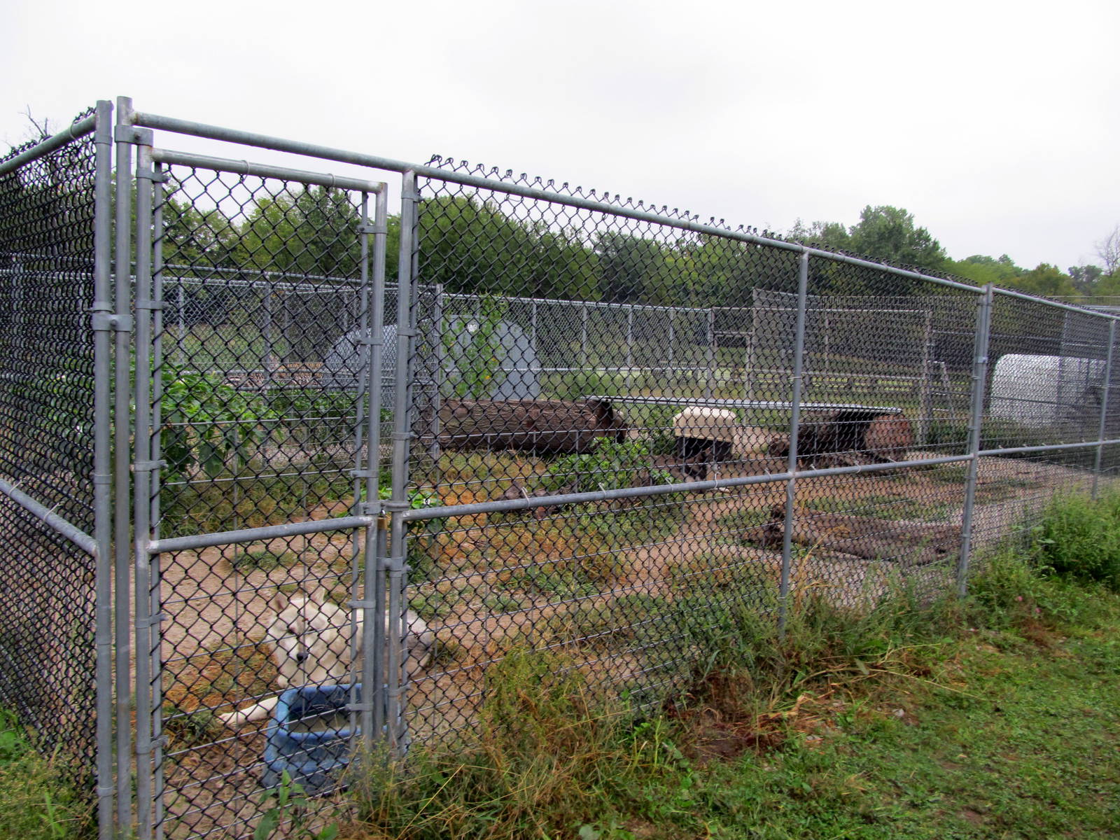 Savanahland Educational Park - Gray Wolf Exhibit