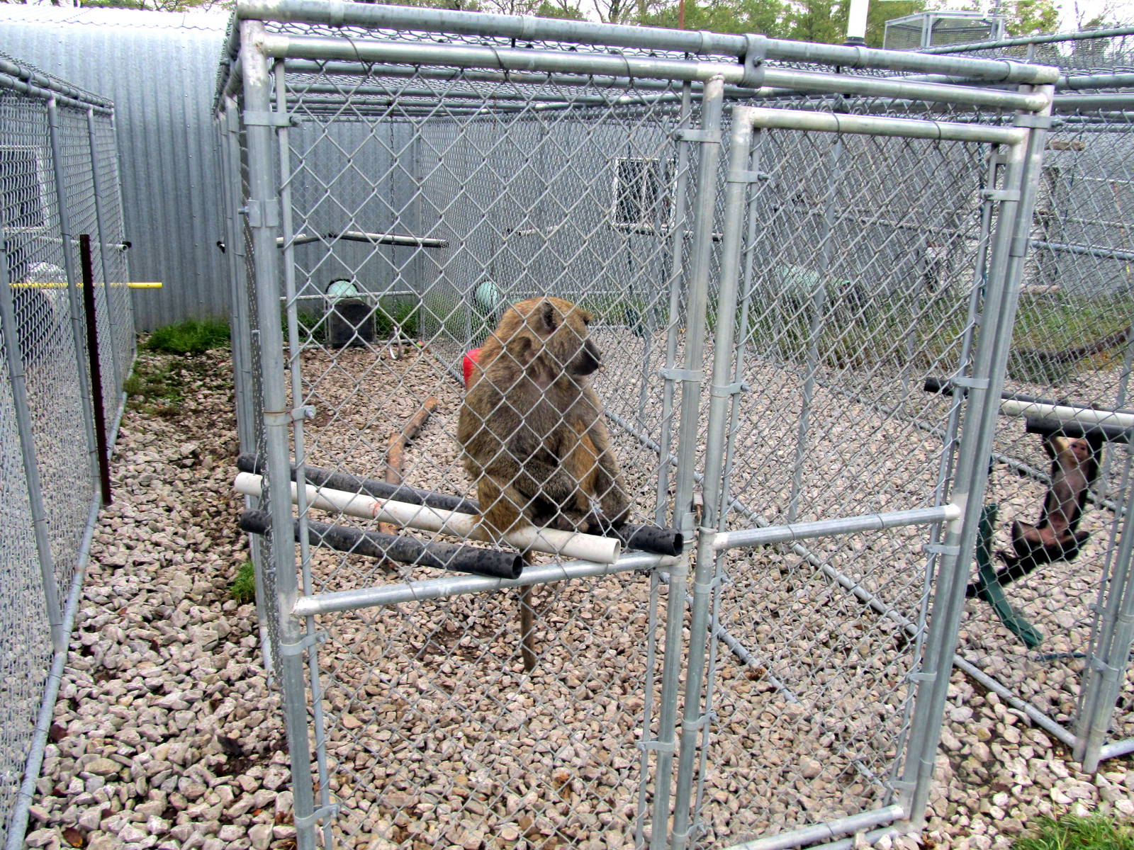 Savanahland Educational Park - Olive Baboon Exhibit