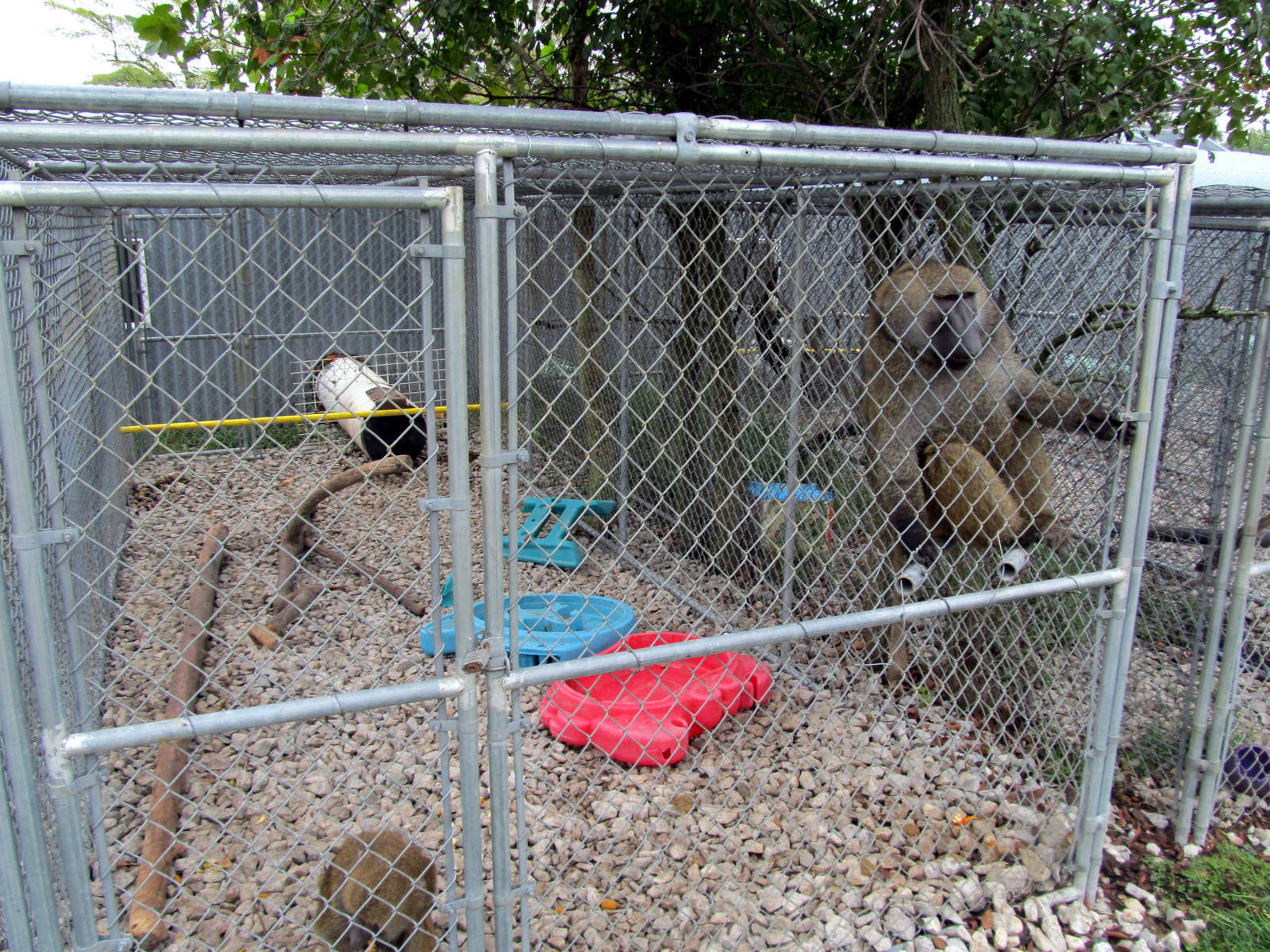 Savanahland Educational Park - Olive Baboon Exhibit