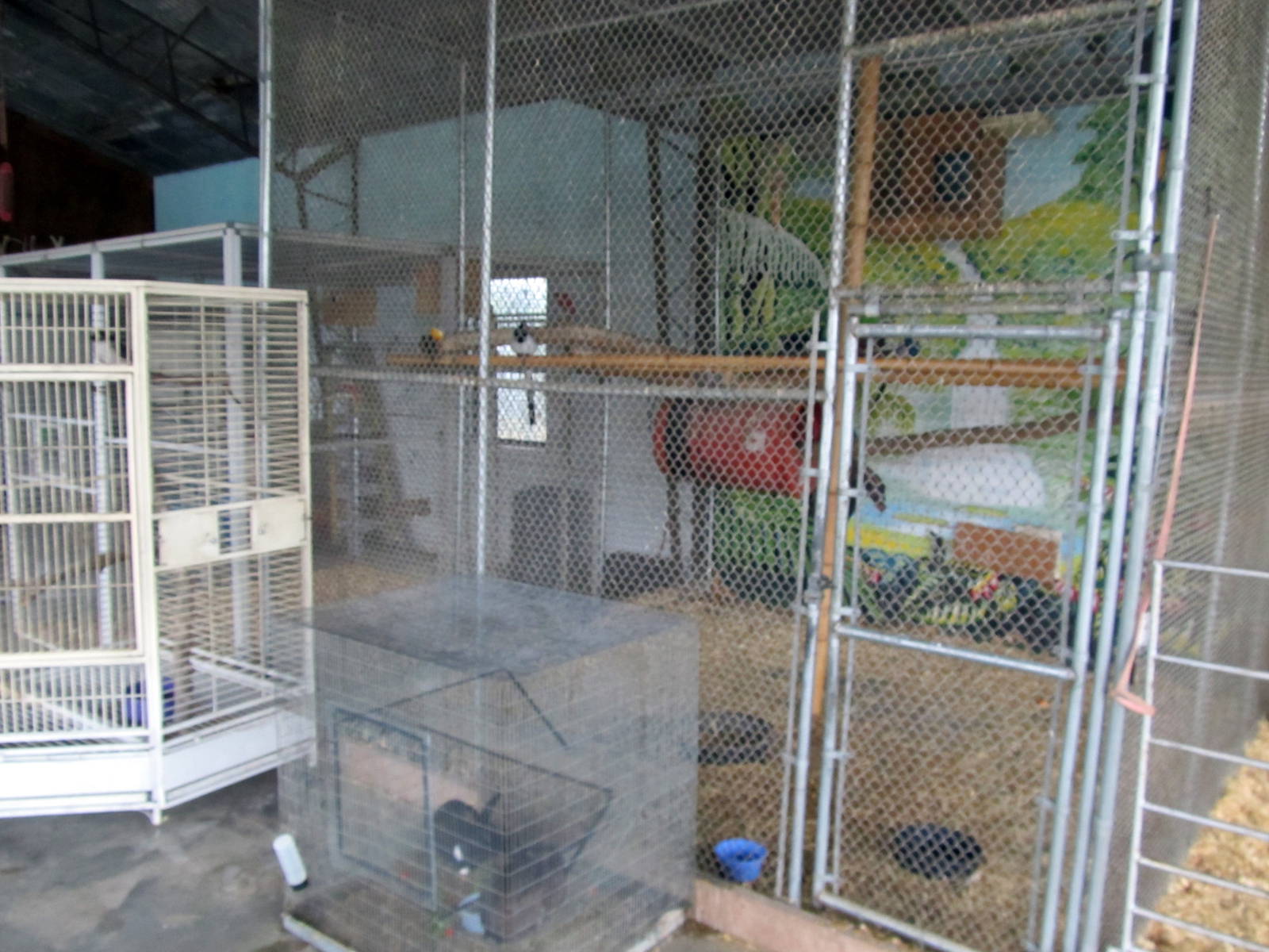 Savanahland Educational Park - Rabbit Cage and Black-throated Magpie Jay/Af
