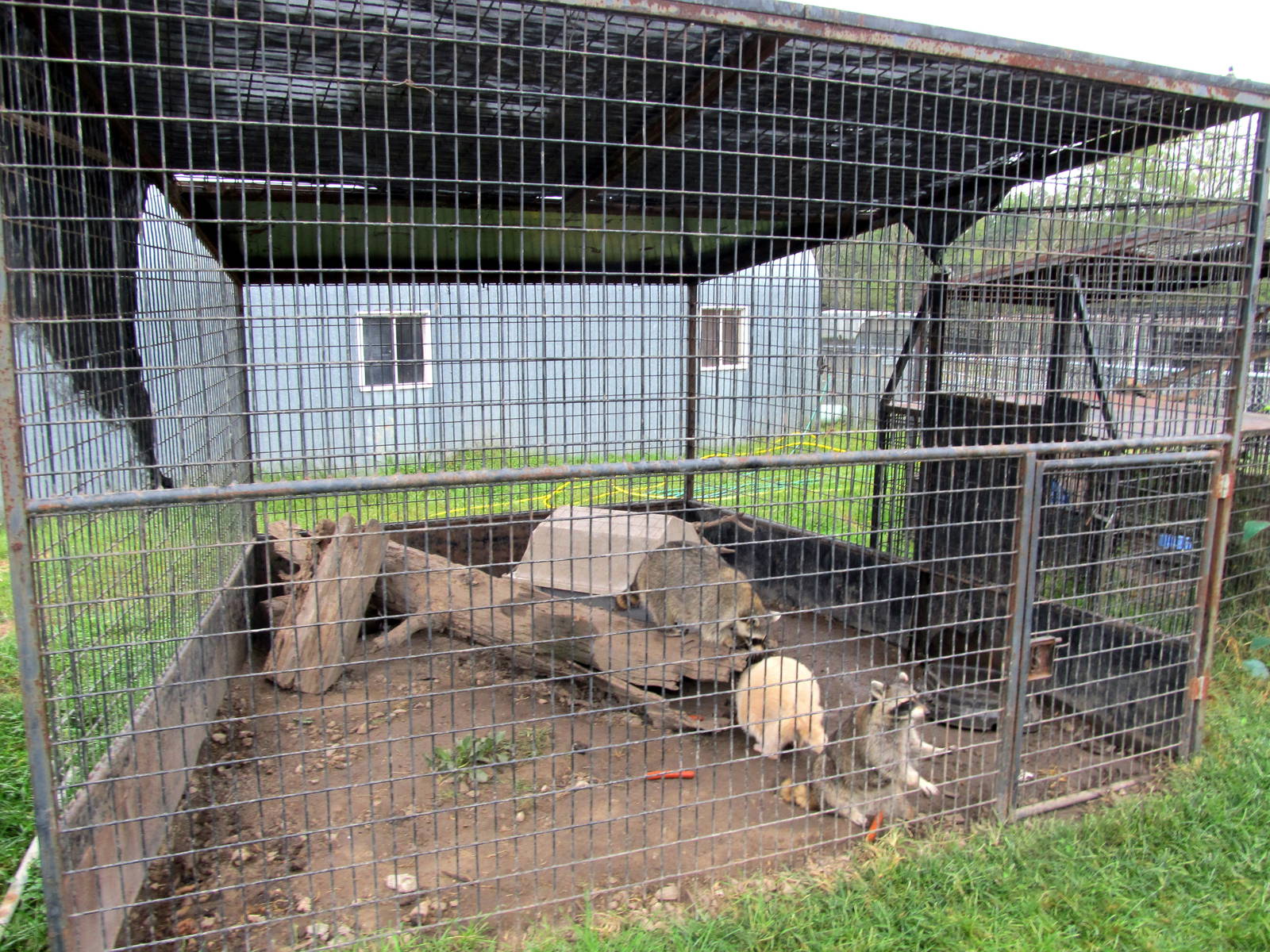 Savanahland Educational Park - Raccoon Exhibit
