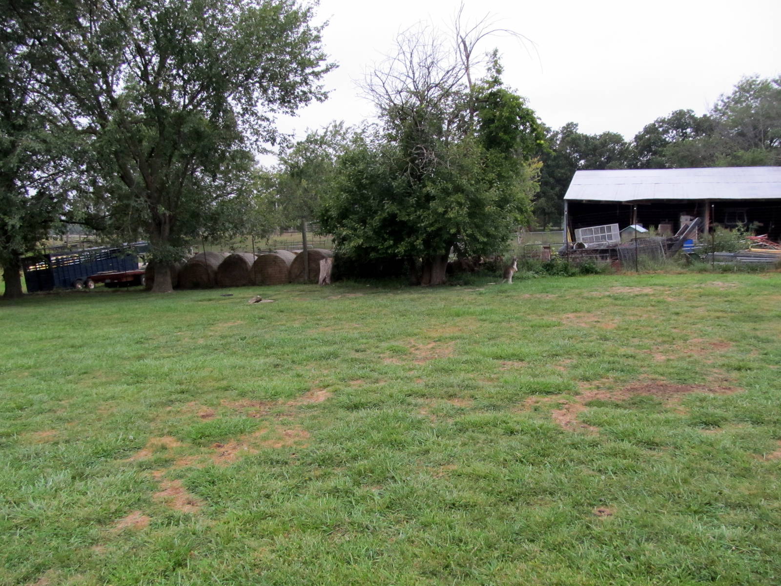 Savanahland Educational Park - Red Kangaroo Exhibit