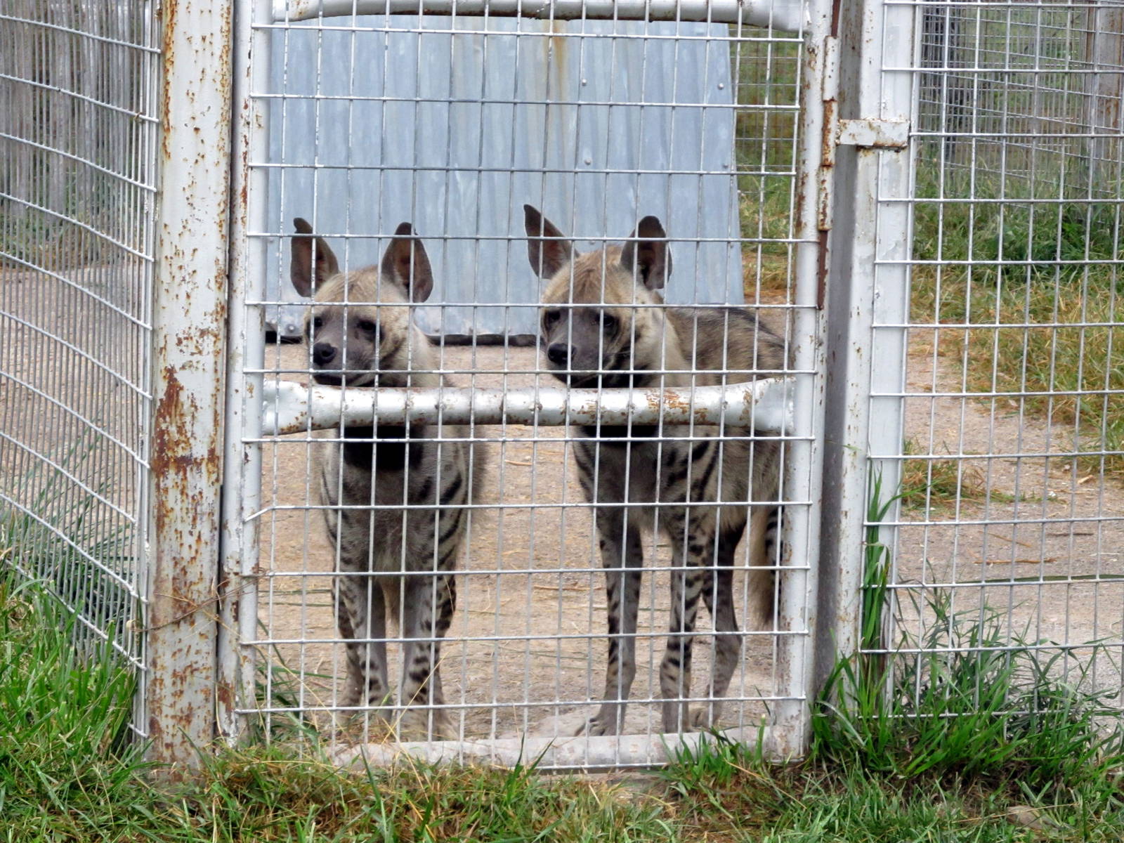 Savanahland Educational Park - Striped Hyenas