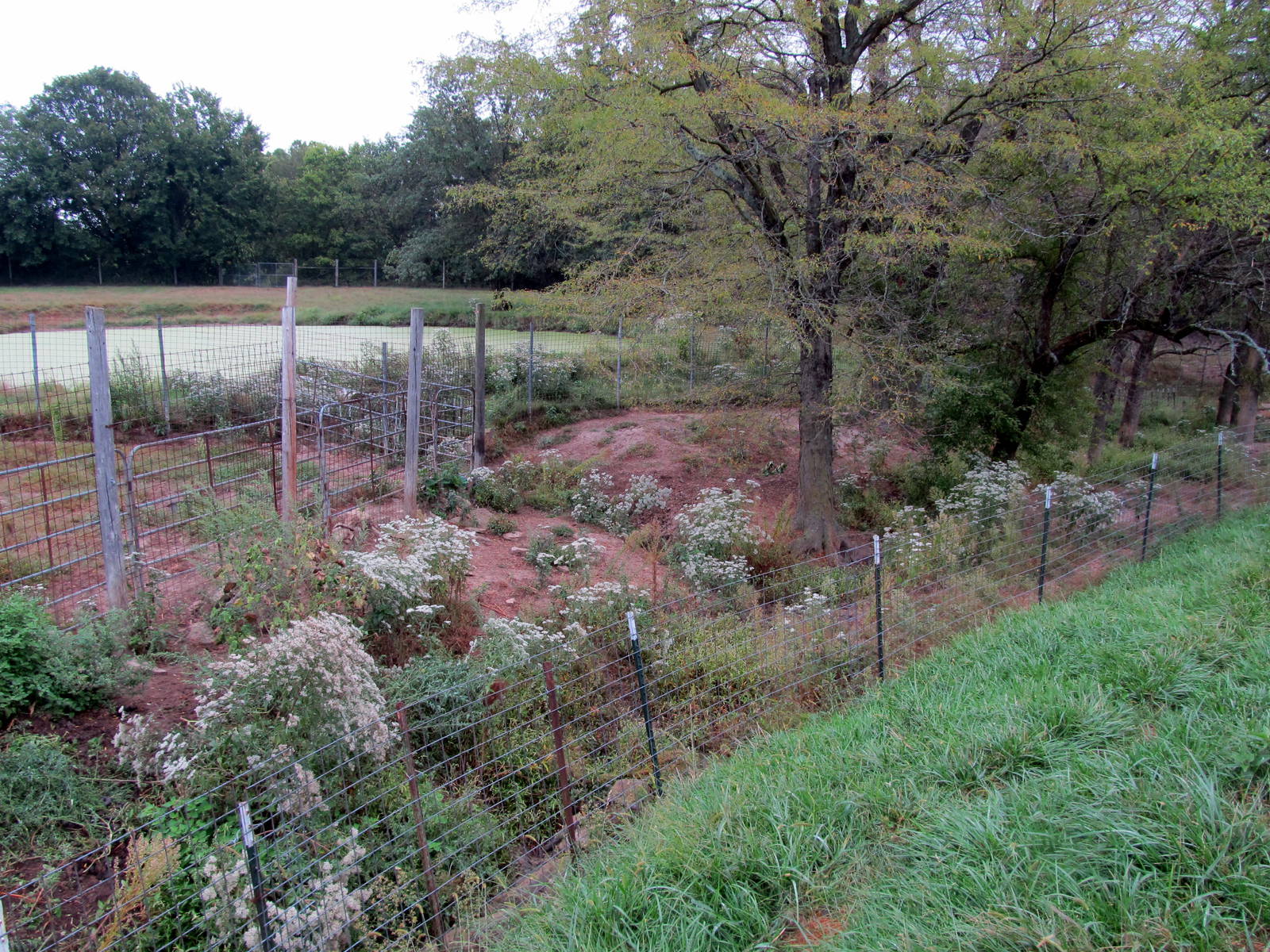 Savanahland Educational Park - Warthog Exhibit