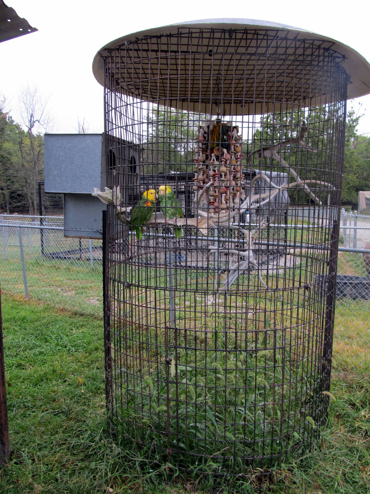 Savanahland Educational Park - Yellow-headed Amazon Cage