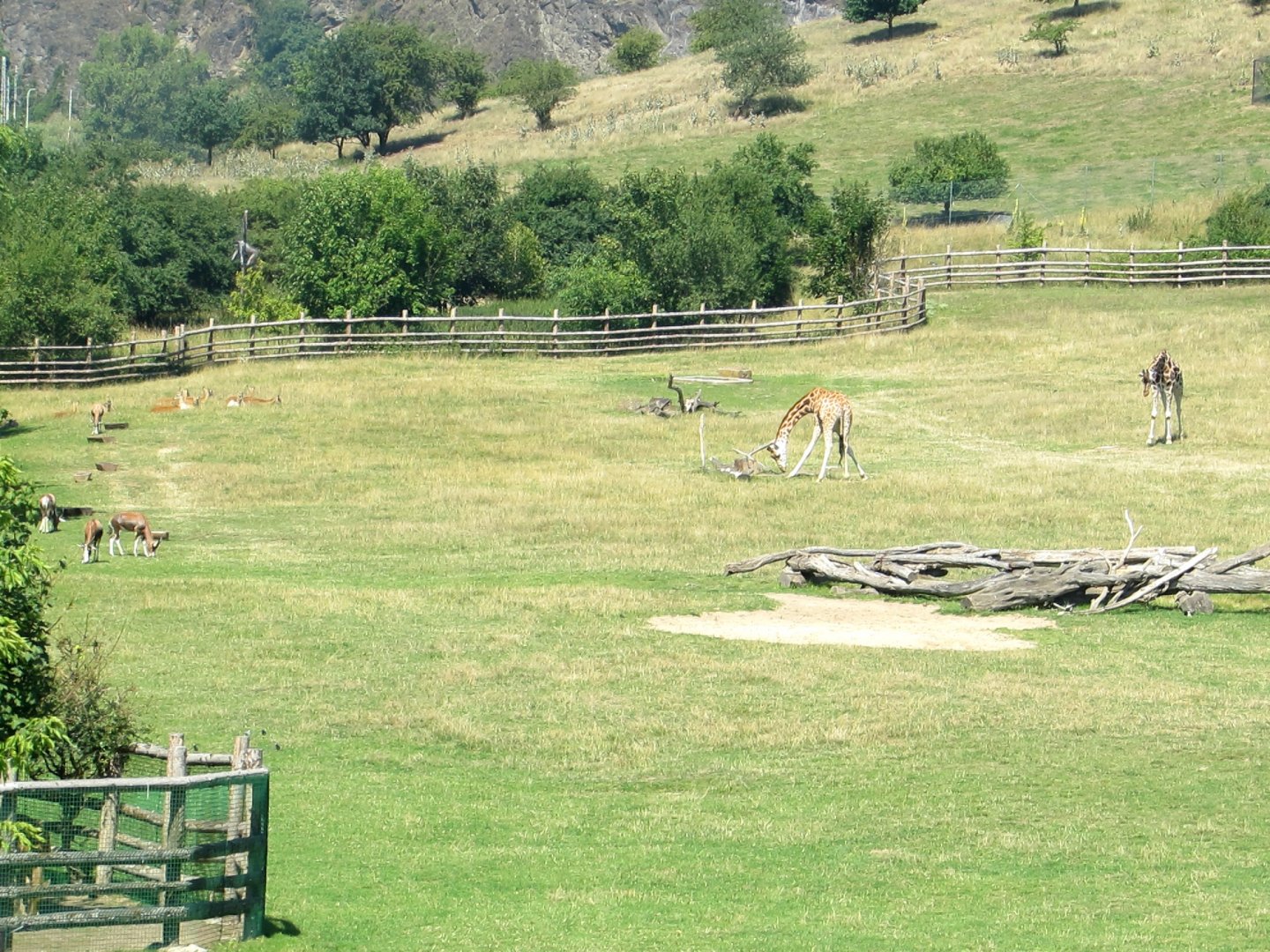 Savanna (1) - July/2017