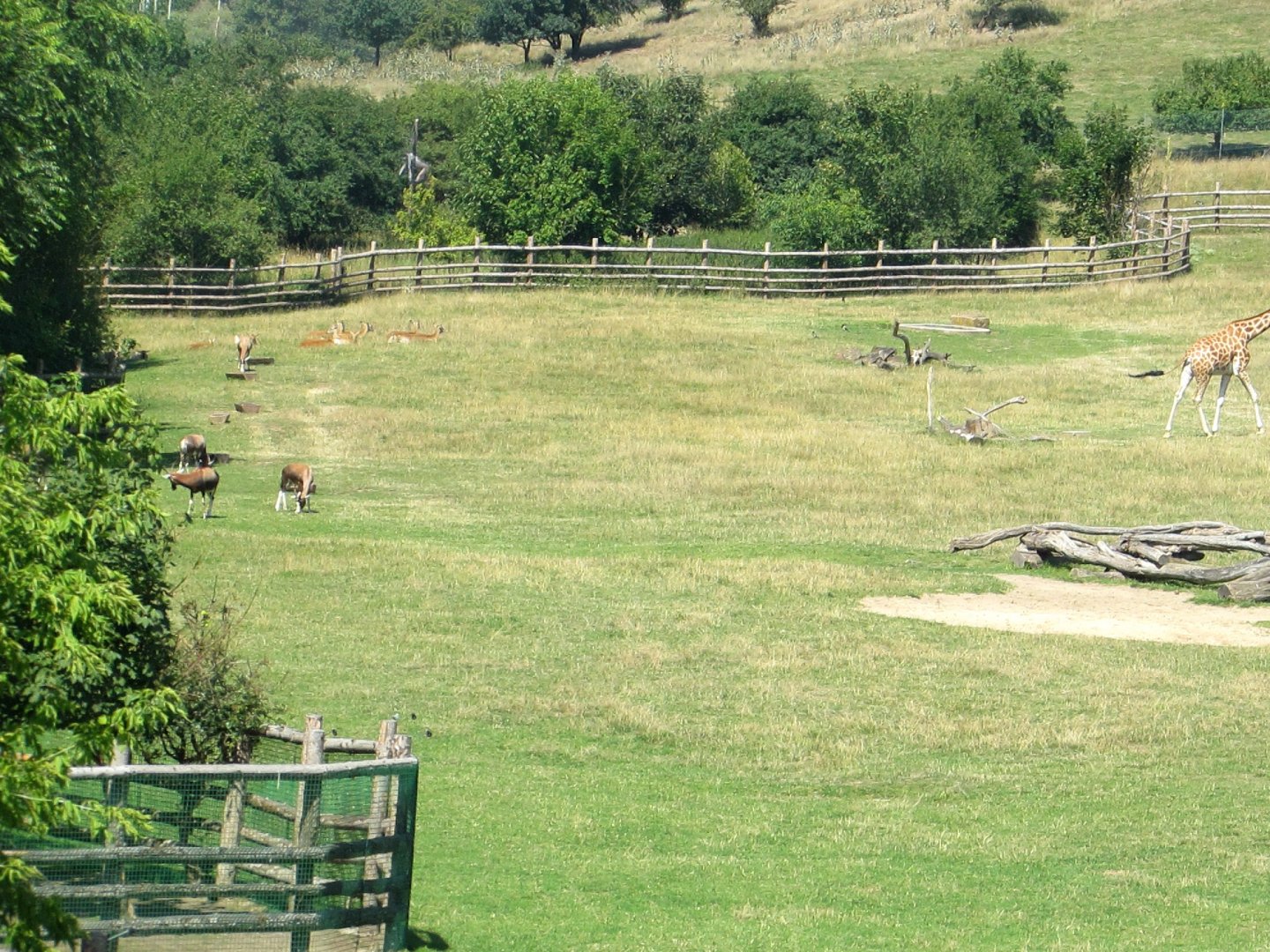 Savanna (2) - July/2017