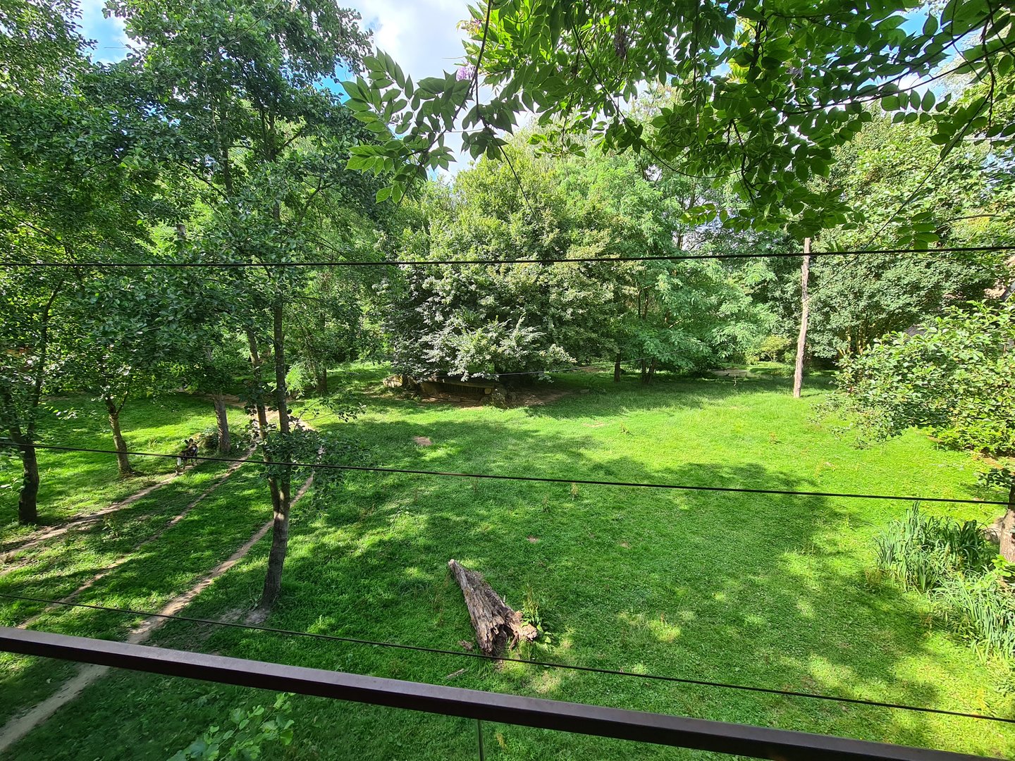 Savanna - African painted dog enclosure