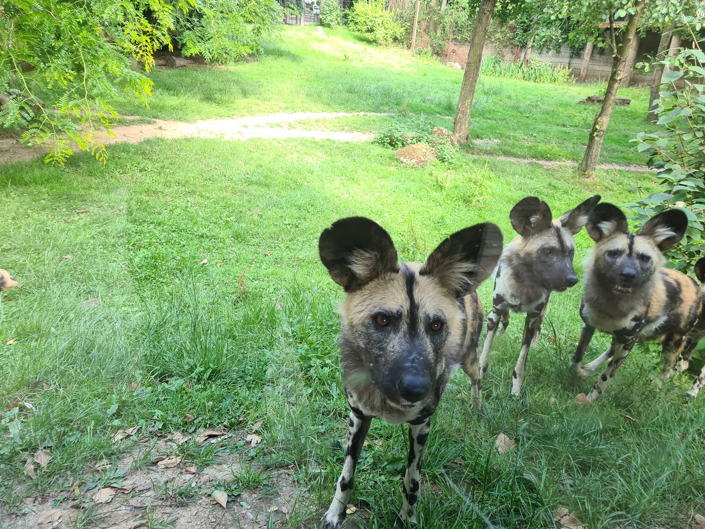 Savanna - African painted dog