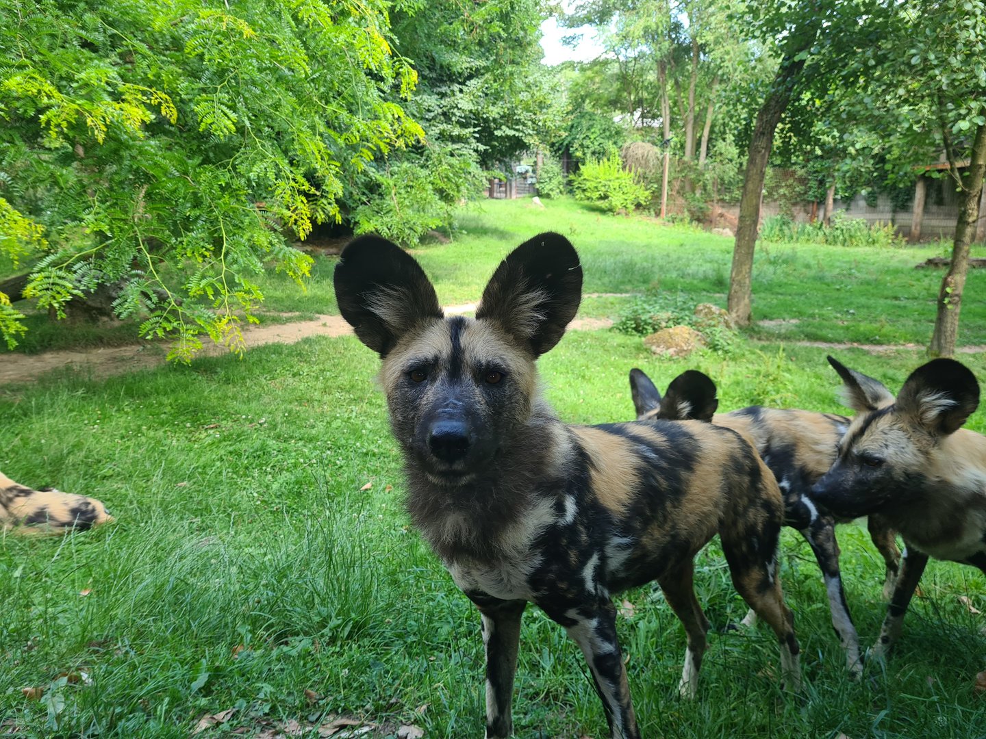 Savanna - African painted dog
