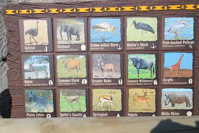 Savanna animal list