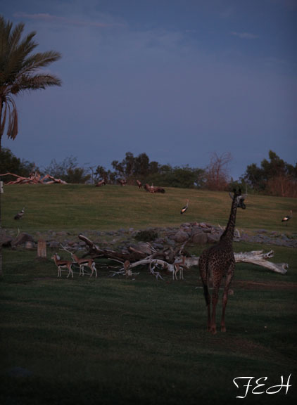 savanna animals at dusk