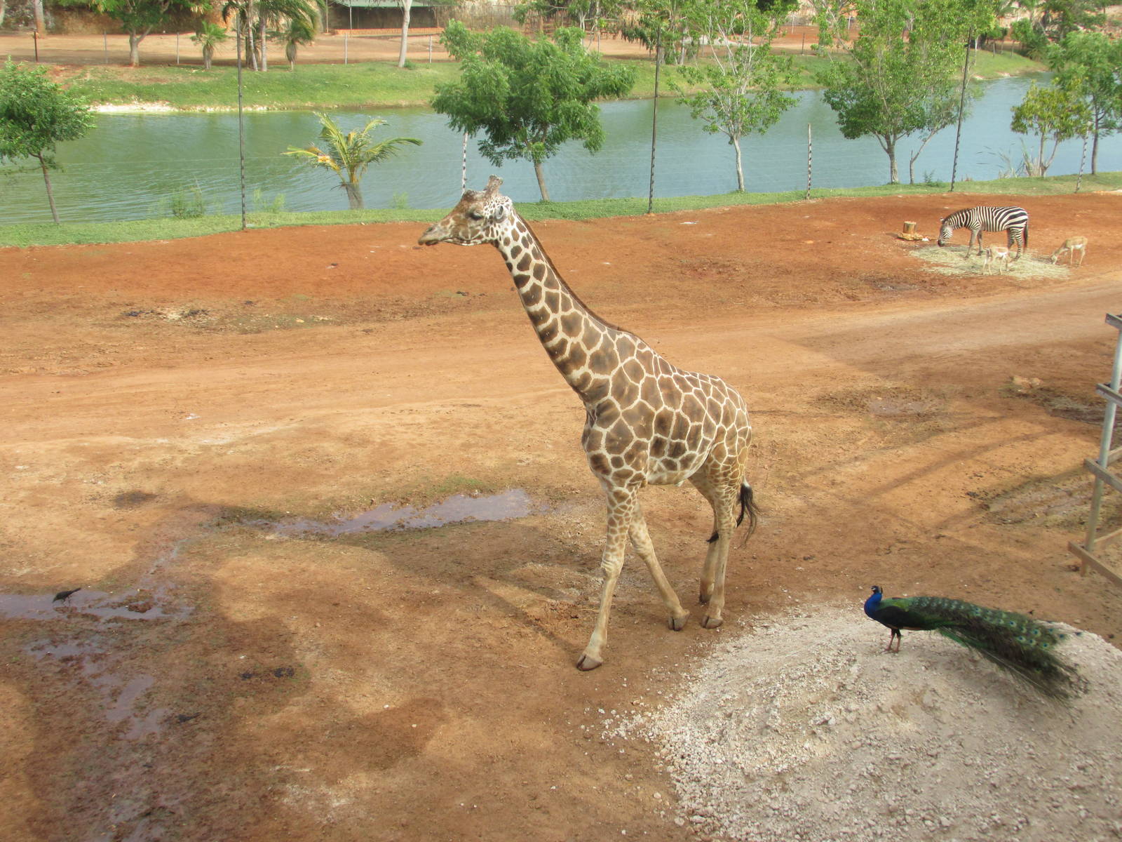 savanna area animaya - reticulated giraffe, peacock, grant?s zebra and blac