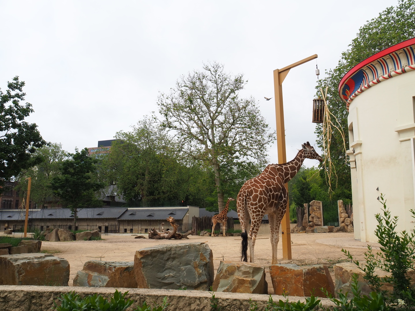 Savanna area - Hybrid giraffe and Hartmann's mountain zebra paddock, 2021-06-12