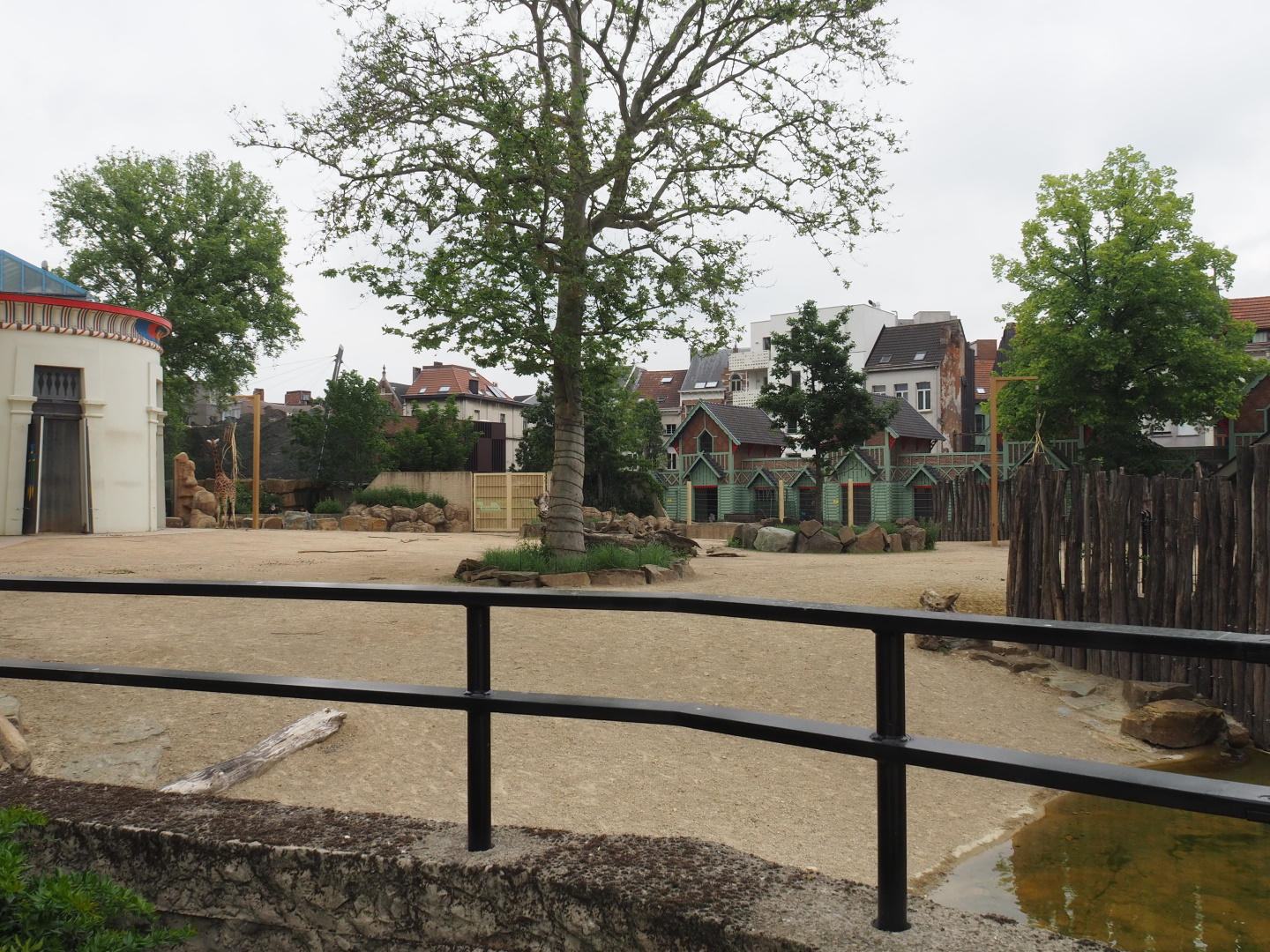 Savanna area - Hybrid giraffe and Hartmann's mountain zebra paddock, 2021-06-12