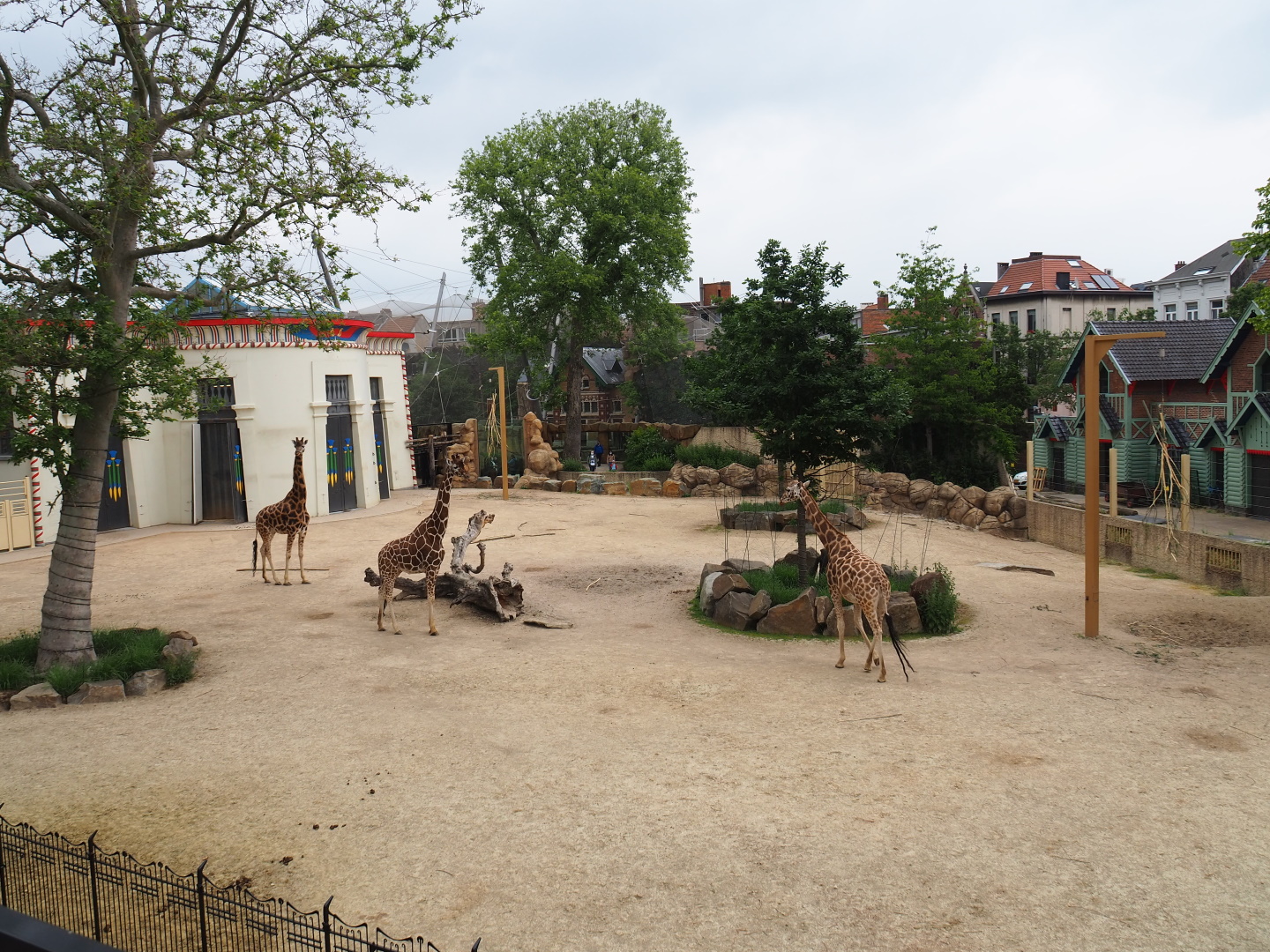 Savanna area - Hybrid giraffe and Hartmann's mountain zebra paddock, 2021-06-12