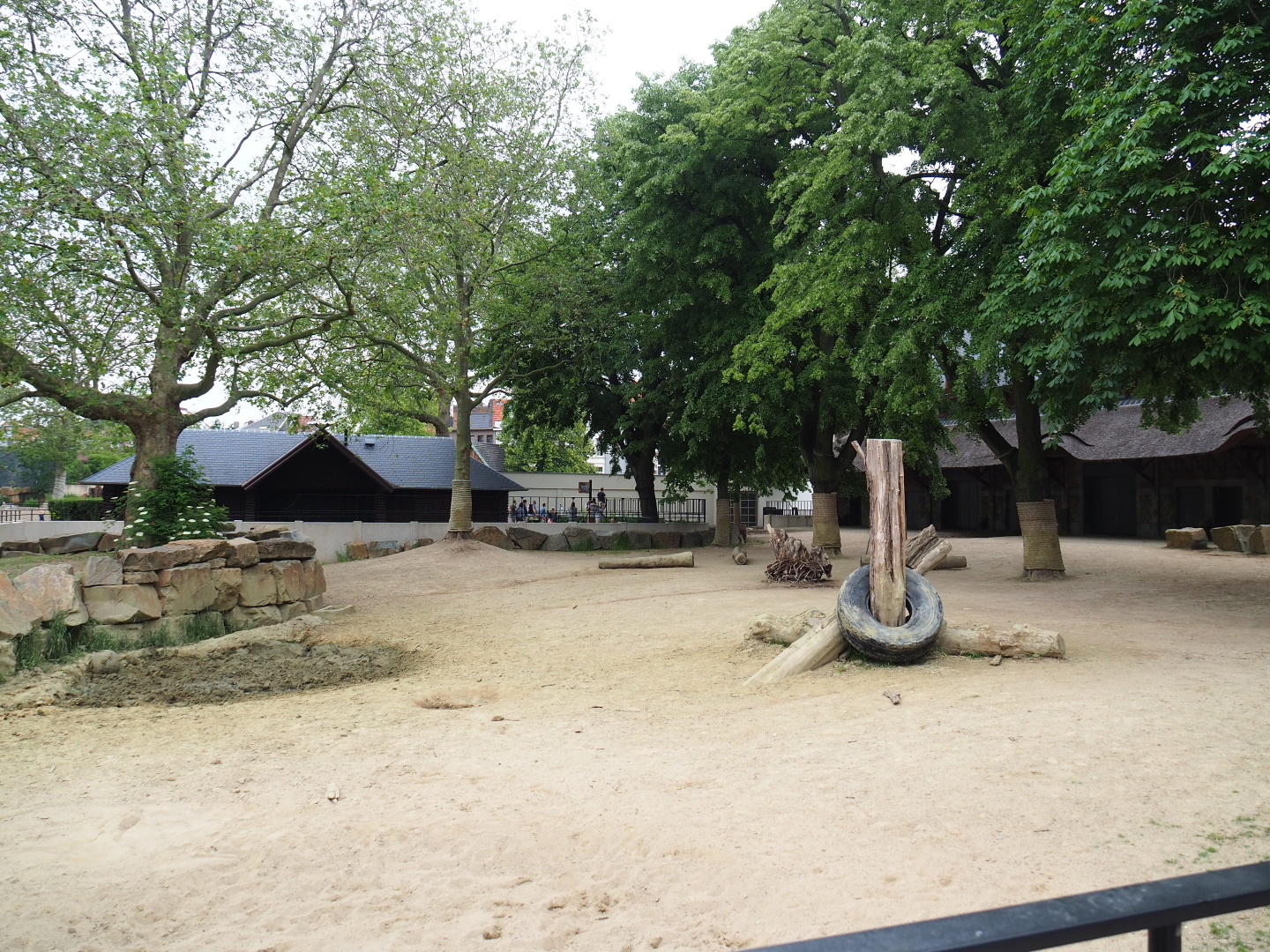 Savanna area - Southern white rhinoceros paddock, 2021-06-12