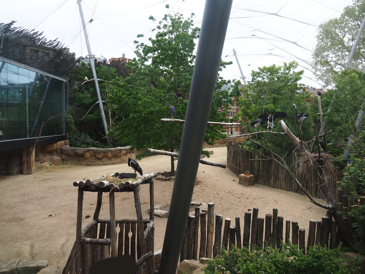 Savanna aviary, 2020-05-24