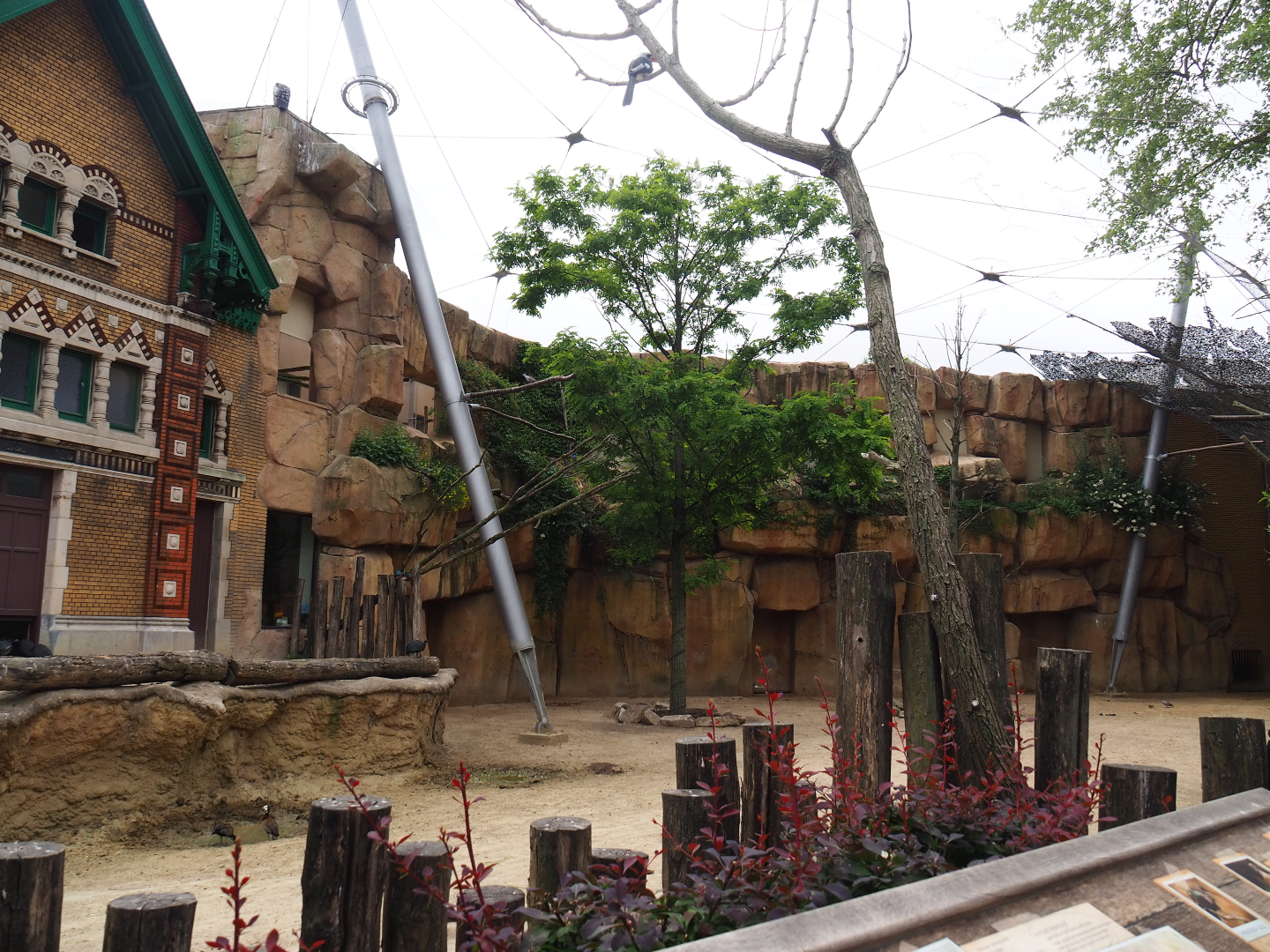 Savanna aviary - Bird and Cape buffalo house,  2020-05-24