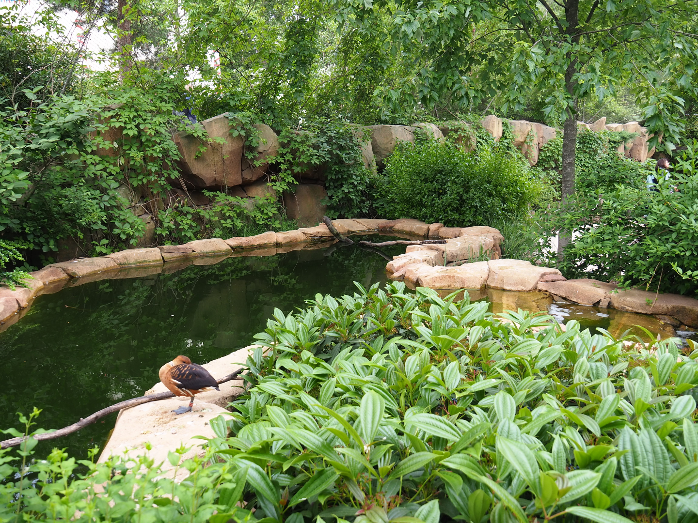Savanna aviary - Bird pool, 2020-05-24