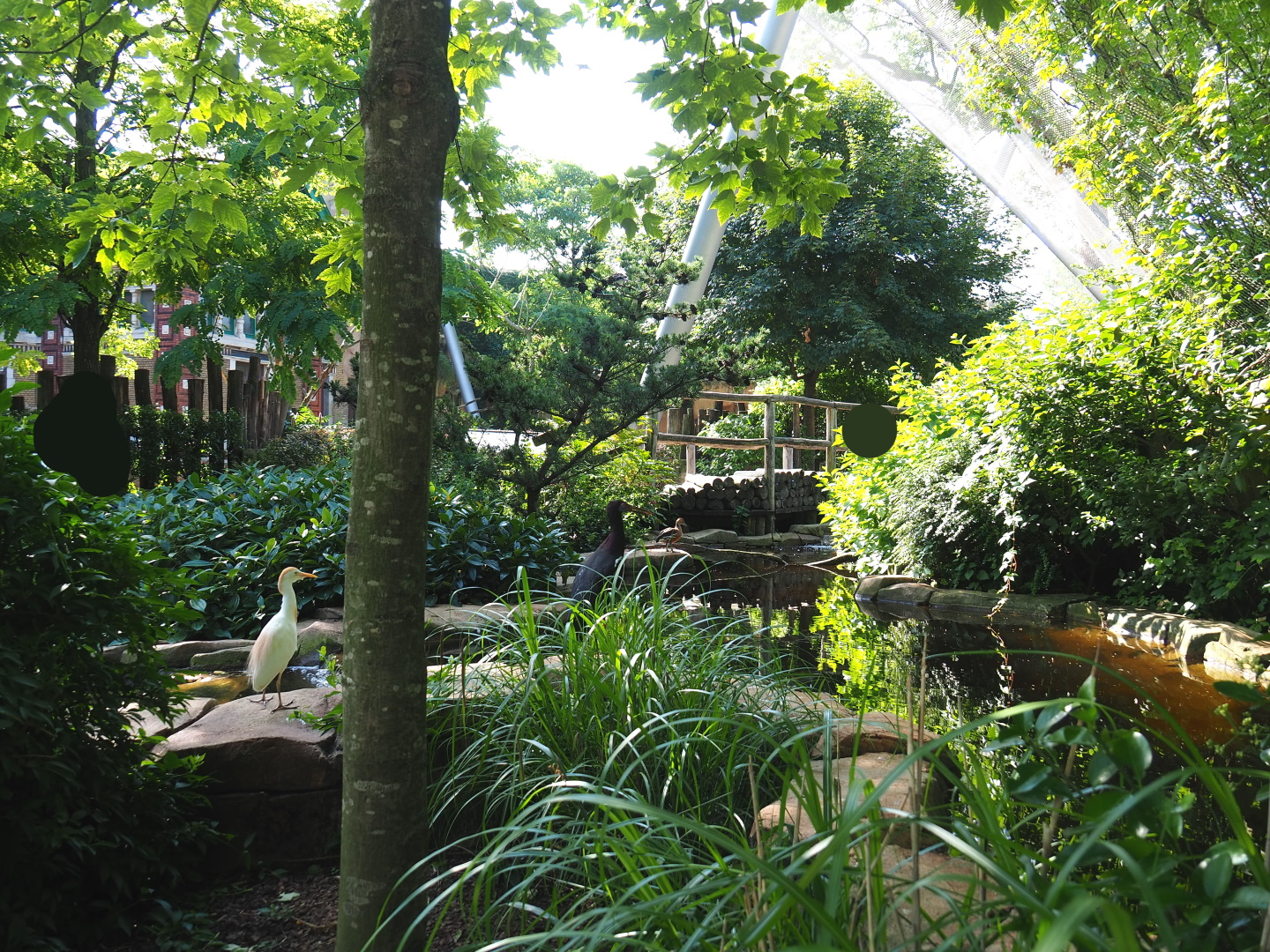 Savanna aviary - Bird pool, 2021-07-17