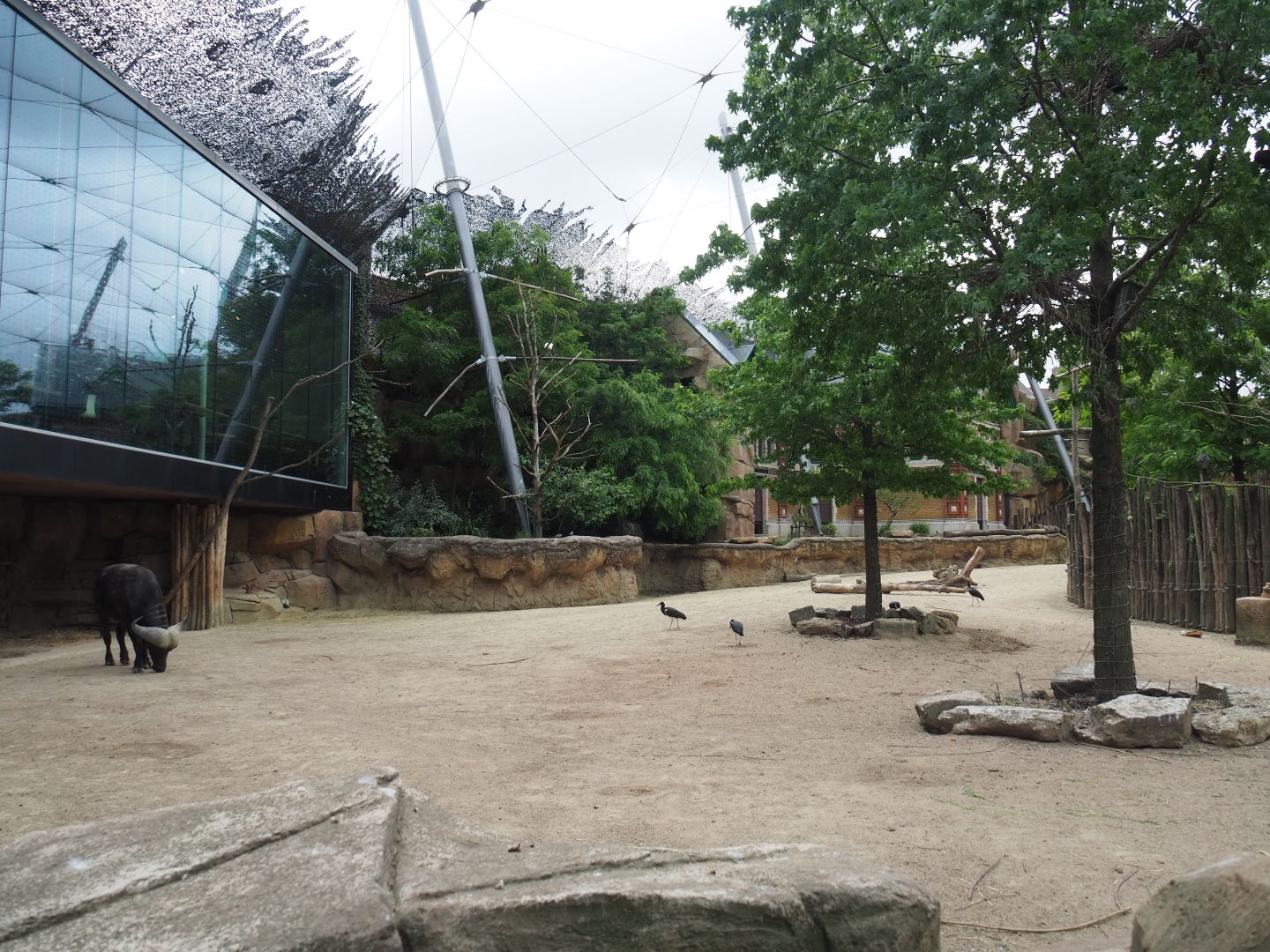 Savanna aviary - Cape buffalo paddock, 2020-05-24