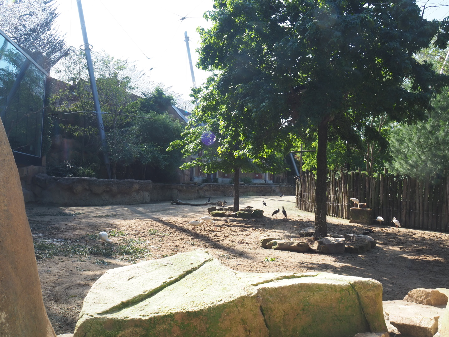 Savanna aviary - Cape buffalo paddock, 2021-07-17
