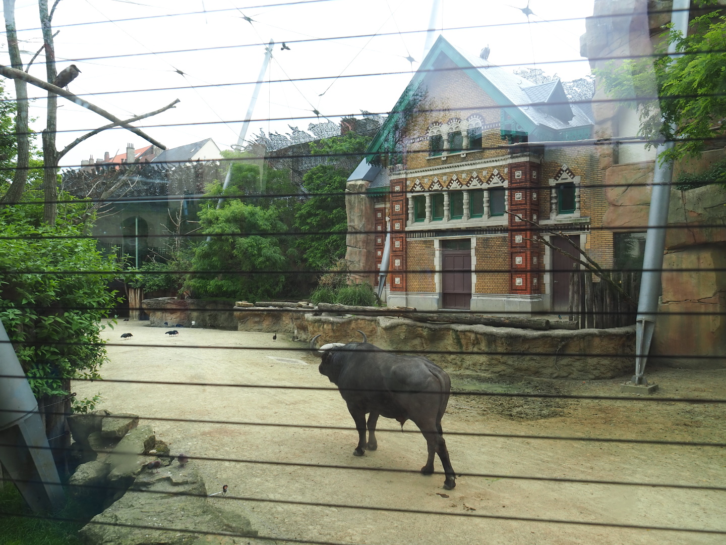 Savanna aviary - Cape buffalo paddock and historical rhinoceros house, now bird house, 2021-06-12