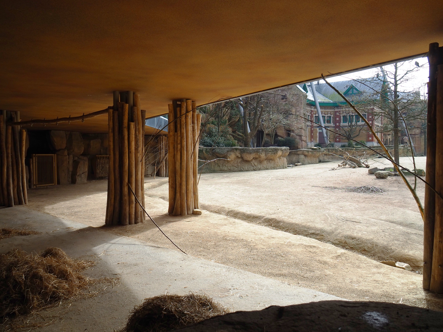 Savanna Aviary - Cape buffalo paddock and shelter under restaurant, 2022-03-16